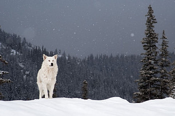 Wolf, winter, white, graphy, snow, bulgaria, forest HD wallpaper