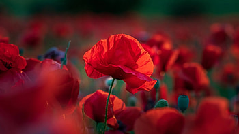 Poppies in field, spring, petals, blossoms, red, buds HD wallpaper