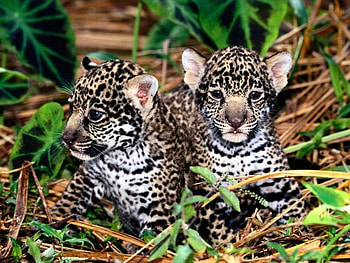 two friends, leopard, cubs, hiding, kittens HD wallpaper