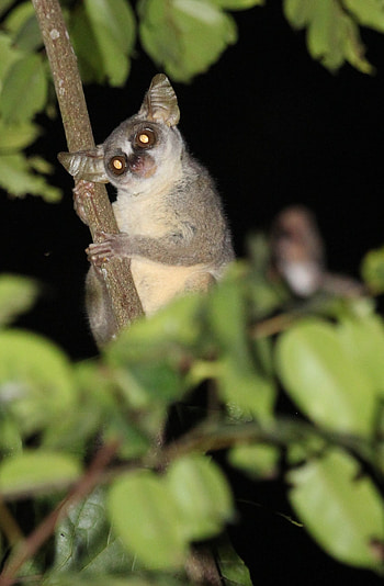 Glowing eyes, Bush Baby (Galago) HD phone wallpaper