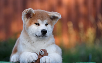 Akita inu puppy, , Full display, Fluffy and adorable HD wallpaper