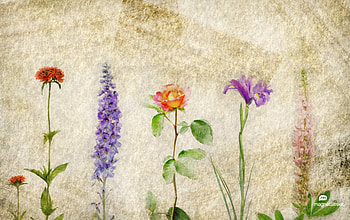 Flower Garden, Flowers, Lupine, Art, Garden HD wallpaper