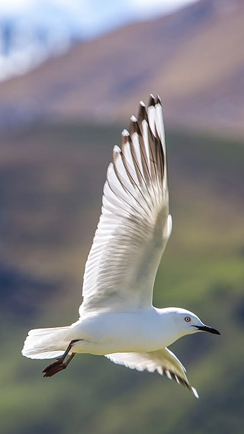 Moving, Flying Bird, white HD phone wallpaper