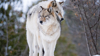 Black White Brown Wolves Are Standing In Blur Background Wolf HD wallpaper