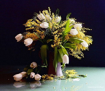 Tulips, white, black, vase, decor, spring, still life, petals, spring flowers, nature, flowers HD wallpaper