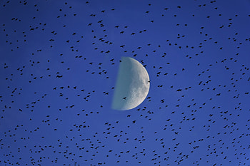Nature, Birds, Sky, Moon, Flock HD wallpaper