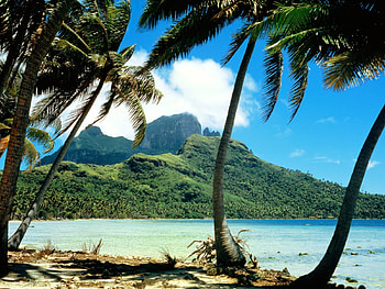 Landscape, Trees, Palms HD wallpaper