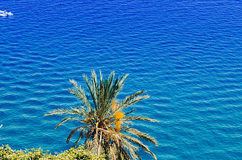 Nature, Sea, Summer, Palm, Sunny HD wallpaper