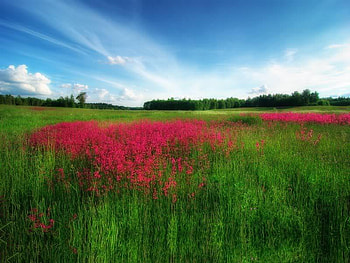 Midsummer Evening, summer, sky, field, evening HD wallpaper