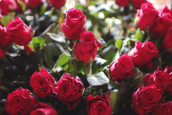 A close-up view of vibrant red roses, perfect for romantic occasions like Valentine's Day or anniversaries. HD wallpaper