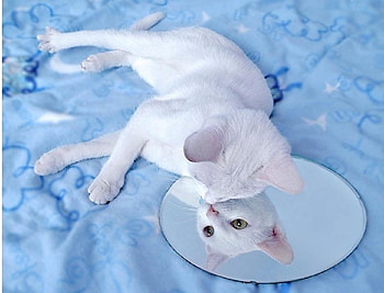 Who are you, kitten, mirror, white, kitty, cats, cute, animals, laying, funny, adorable HD wallpaper