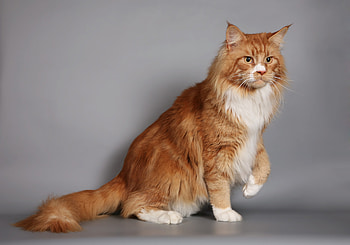Animals, Cat, Fluffy, Thick, Fat, Maine Coon, Maine HD wallpaper