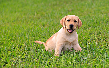 Adorable labrador , Cute and cuddly, Heartwarming charm, Perfection in pixels HD wallpaper