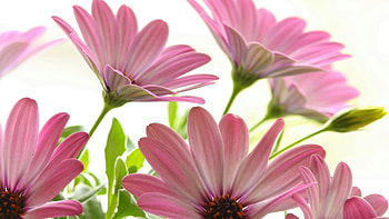Plants, Flowers HD wallpaper