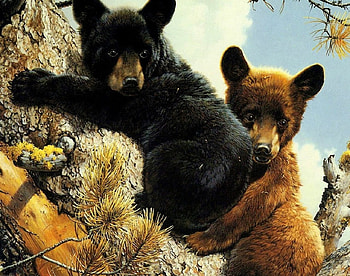 boost the wall, cute, black, bear, tree HD wallpaper