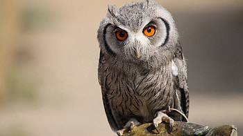 Animals, Owl, Feather, Bird, Eyes, Predator HD wallpaper