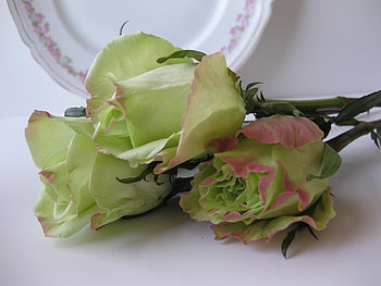 green & pink, still life, roses, lovely, green pink HD wallpaper