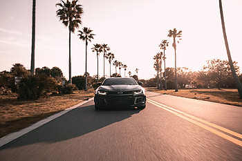 Palms, Chevrolet, Cars, Road, Asphalt, Front View, Chevrolet Camaro HD wallpaper