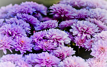 Asters, bright, blue flowers, blossom HD wallpaper
