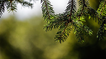 Christmas fir green tree, Vibrant foliage, Festive spirit, Nature's bounty HD wallpaper