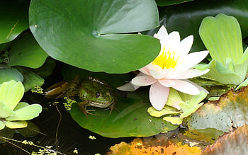 Animals, Water, Leaves, Swamp, Water Lily, Frog HD wallpaper