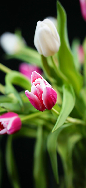 Tulip (Nature), Tulip HD phone wallpaper