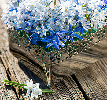 Blue & Silver, sunny, blue, white, planter, delicate, reflection, pretty, wood, silver, flowers HD wallpaper