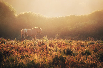 beautiful, horse, lovely, nice HD wallpaper