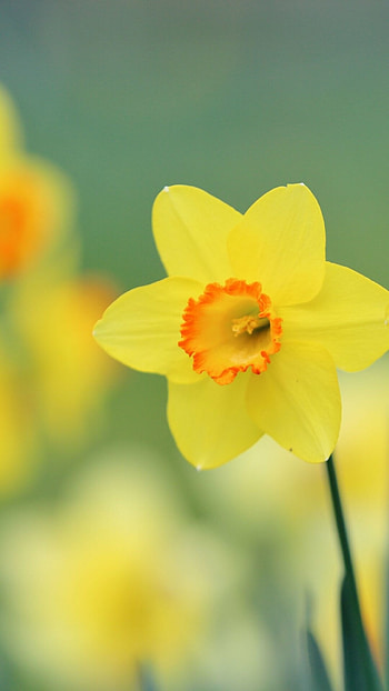 Earth daffodil, Nature HD phone wallpaper