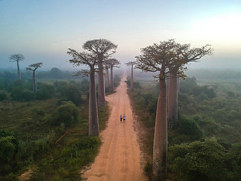 Republic of Madagascar, African Island Nation, Cultural Heritage, Exotic Flora HD wallpaper
