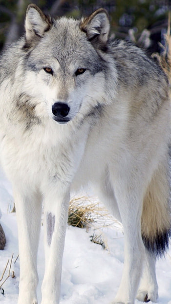 Wolf, White Grey Wolf HD phone wallpaper