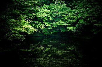 Nature, Rivers, Trees, Shadow HD wallpaper