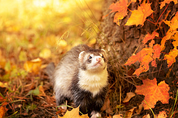 Ferret charm, Fluffy coat, Cute face, Lovely creature HD wallpaper