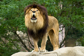 Mister King, lion, king, zoo, big cat HD wallpaper