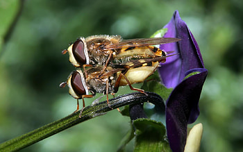 Hover Flies Mating, wings, stripes, mating, insect, hover fly HD wallpaper