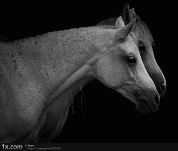 Horses in the dark, night, appaloosa, horse, white HD wallpaper