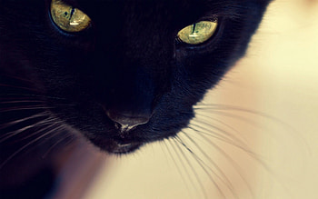 Animals, Muzzle, Eyes, Mustache, Moustache, Black Cat, Nose HD wallpaper
