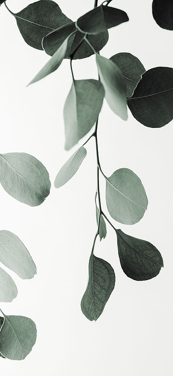 Minimalist aesthetic, Eucalyptus , Plant vibes, background HD phone wallpaper