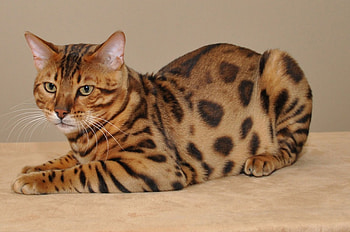 Bengal cat, animal, kitten, spot, bengal, cat HD wallpaper