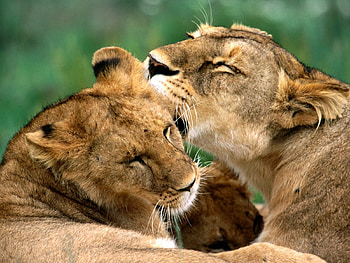 Animals, Lions HD wallpaper