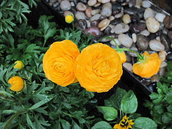 Flowers for a cause 42, Orange, graphy, green, Flowers, garden HD wallpaper