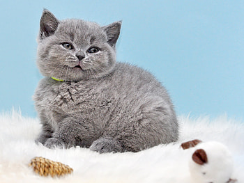 Kitten, pisica, blue, animal, white, grey, cute, cat HD wallpaper
