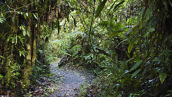 Path, Amazon Rain Forest HD wallpaper