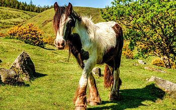 Animals, Grass, Stroll, Mane, Horse HD wallpaper