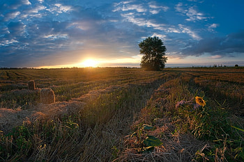 Beautiful Morning, morning, field, clouds, hay, sky, sunrise, sunflower HD wallpaper