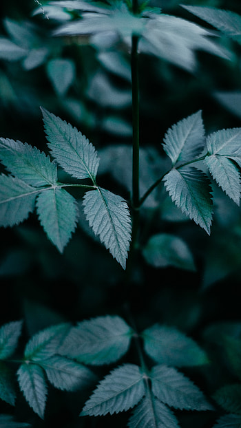 Green leaf close-up, Detailed graphy, Natural plant beauty, Stock showcase HD phone wallpaper
