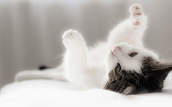 Animals, Lies, Kitty, Kitten, Spotted, Spotty, Playful HD wallpaper