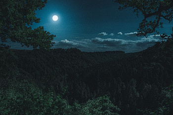 Green forest, trees, night moon, nature HD wallpaper