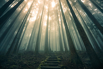 Nature, Forest, Fog, Stairs, Ladder HD wallpaper