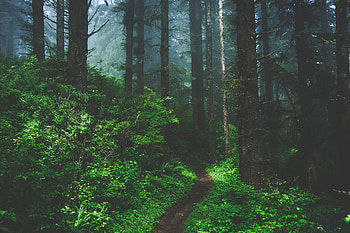 Nature, Trees, Grass, Forest, Fog, Path HD wallpaper